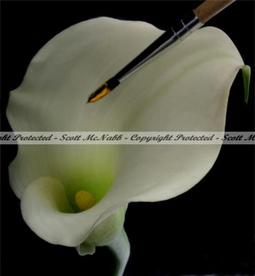 Painting a Calla Lily.jpg