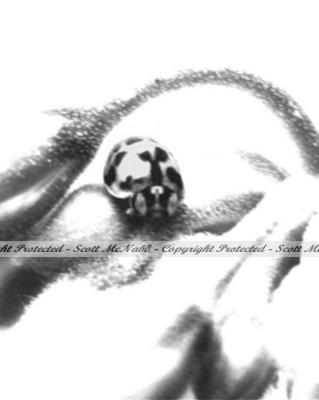 Lady Bug up close BW.jpg