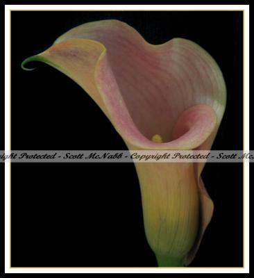 The  Calla Lily with Border.jpg