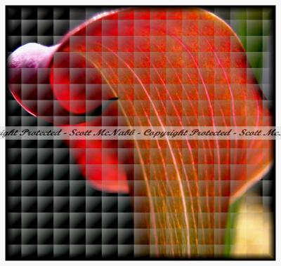 Checkered Garden Calla Lily.jpg