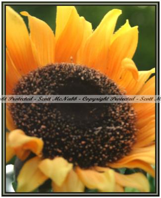 Flower.jpg