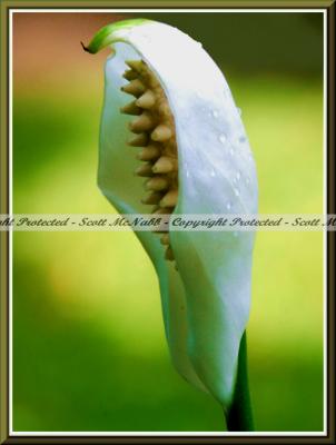 Natures Umbrella.jpg
