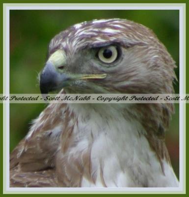 Red Tailed Hawk