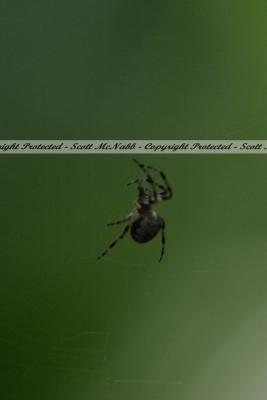 Spider.jpg