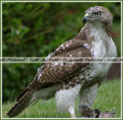 Red Tailed Hawk