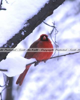 Cardinal M.jpg
