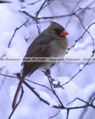 Cardinal F.jpg