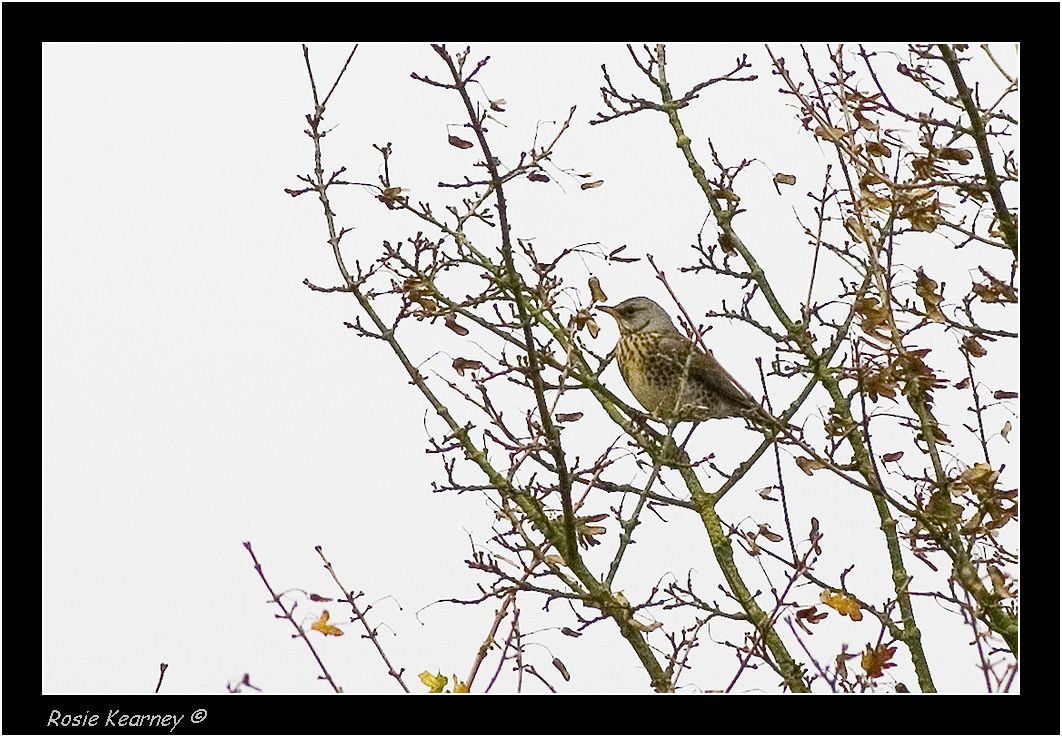 Fieldfare