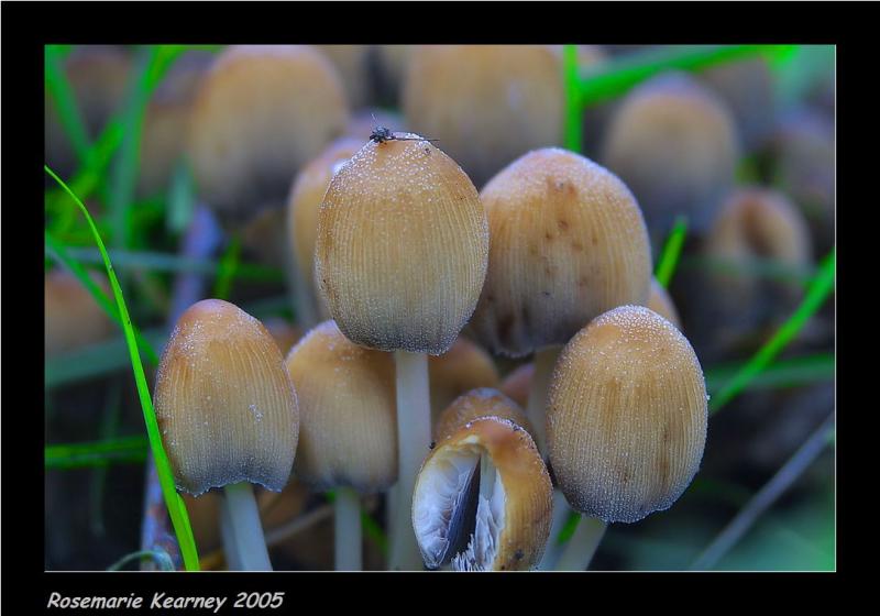 Coprinus Silvaticus