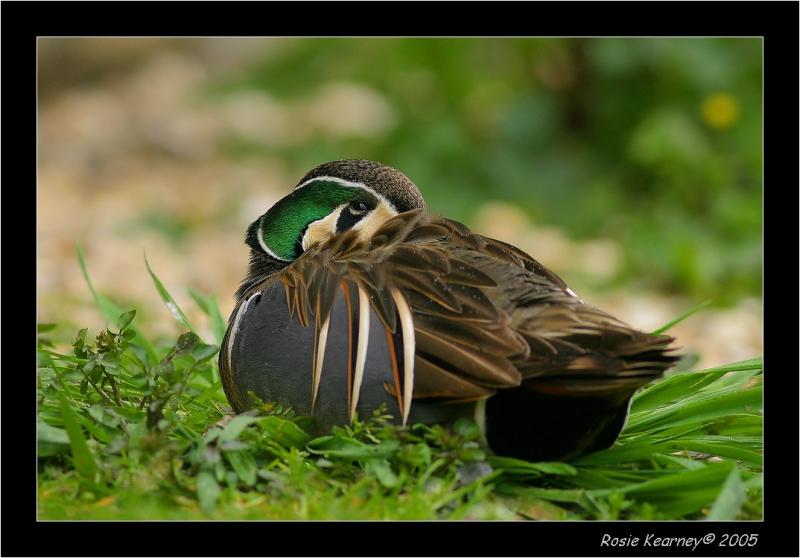 Baikal Teal 