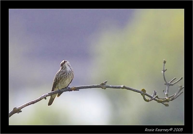 spotted flycatcher2.jpg