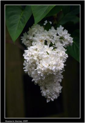 v3/22/528122/3/44126589.12Lilac.jpg