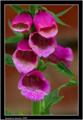 v3/22/528122/3/44223812.Digitalis.jpg