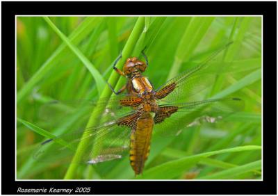 Broad-Bodied-Chaser.jpg