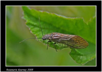 Alder Fly.jpg