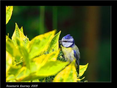 blue tit.jpg