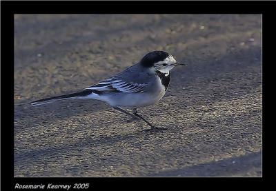 Pied Wagtail.jpg