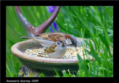tree sparrow 1.jpg