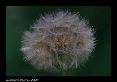 Another  Dandylion.jpg