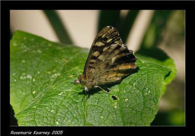 Speckled wood.jpg