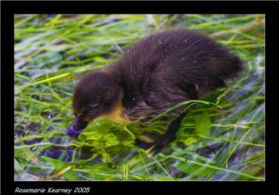 another duckling.jpg