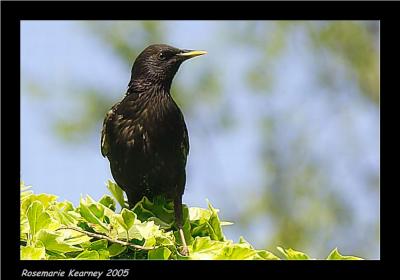 starling 3.jpg