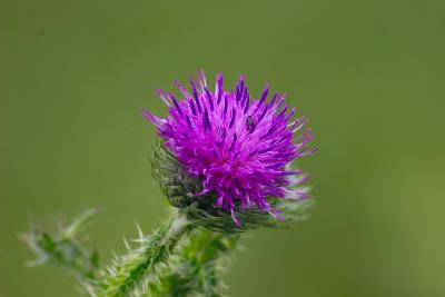 thistle.jpg