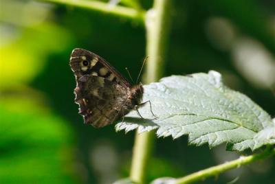 speckled wood Small.jpg