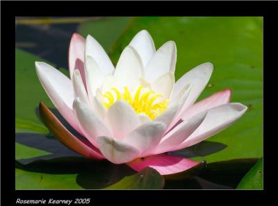 v3/22/528122/3/45697644.WaterLilly.jpg