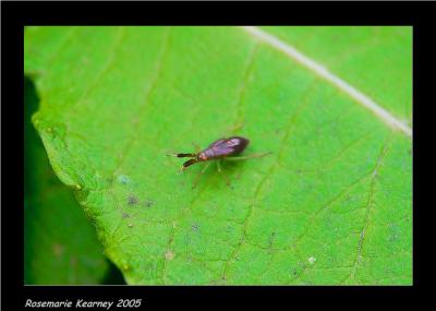 bug on leaf.jpg