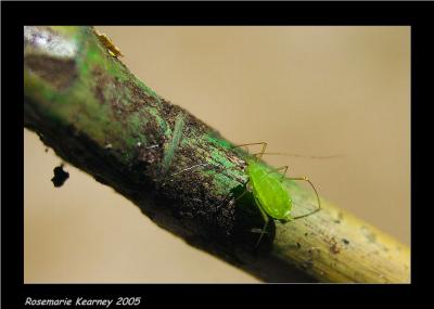 Green Fly on dry grass.jpg