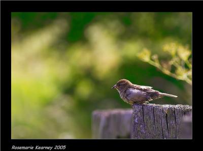 Femail Sparrow