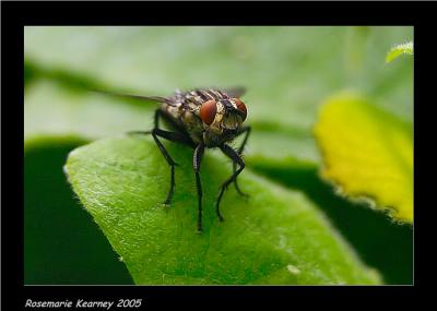 Common Hoverfly.jpg