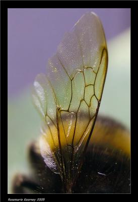 Bees Wing.jpg