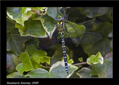 southern hawker.jpg