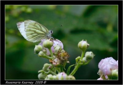 Green veined White.jpg