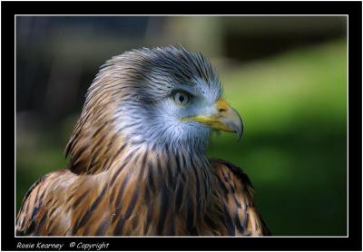 Red kite