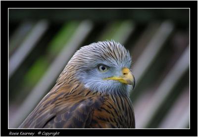 red kite