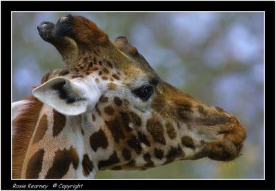 v3/22/528122/3/47546926.Giraffe.jpg