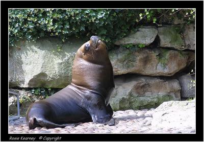 SeaLion.jpg