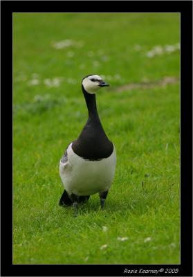 barnaclegoose.JPG