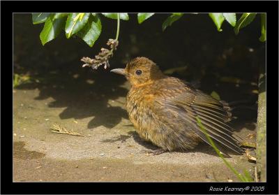 baby blackbird 2.jpg