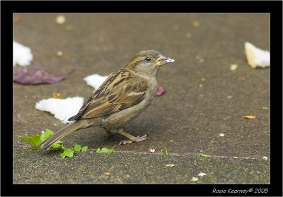 female house sparrow.jpg