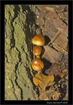 Fungi 1.jpg