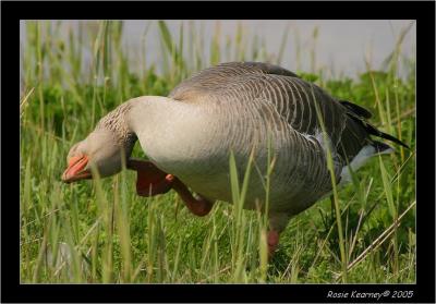 greylag Goose.JPG