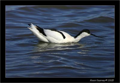 avocet