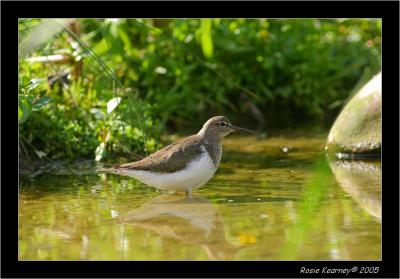 connon sandpiper.JPG