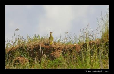 Green woodpecker.JPG
