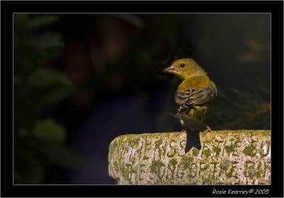 Green Finch.jpg