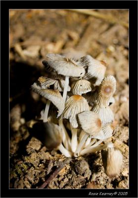 Fungi b.jpg